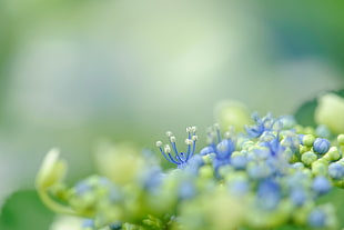 blue and green flower buds at daytime