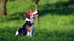 tricolor English Foxhound puppy siting on green grass at daytime