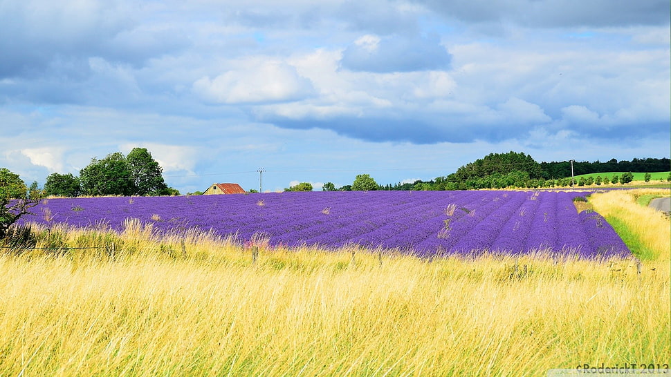 purple and yellow field, lavender, UK, field, landscape HD wallpaper
