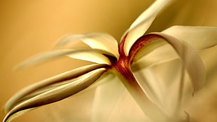 white frangipani flower, macro, flowers, nature