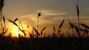 silhouette photo of wheat during sunset