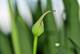 focus photo of plant