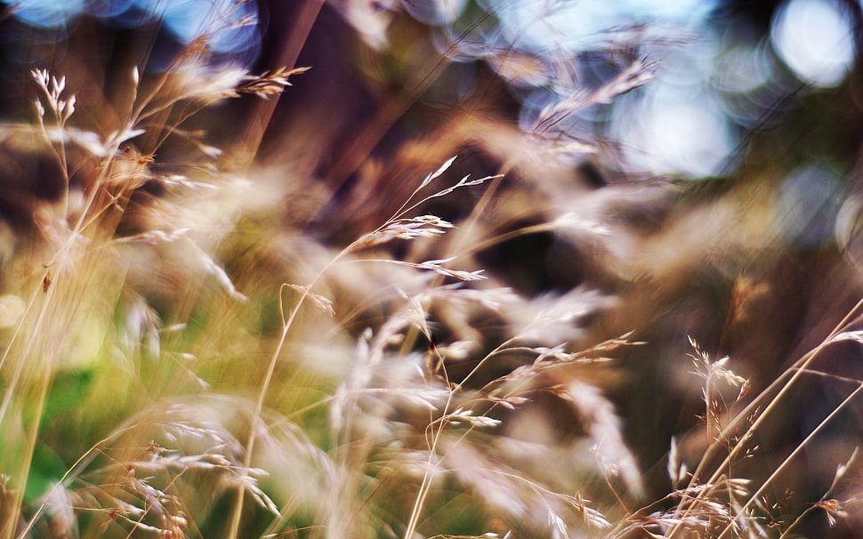 macro shot of green grass HD wallpaper