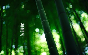 green bamboo digital wallpaper, plants, leaves, bamboo