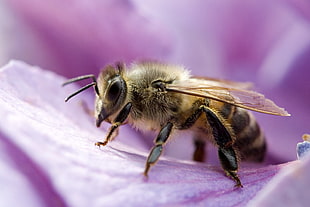 macro photography of Honeybee perched on pink flower HD wallpaper