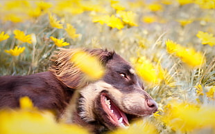 closeup photo of short-coated black and tan dog
