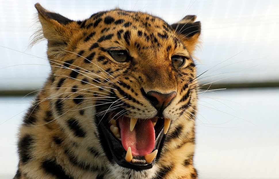 Jaguar closeup photo HD wallpaper
