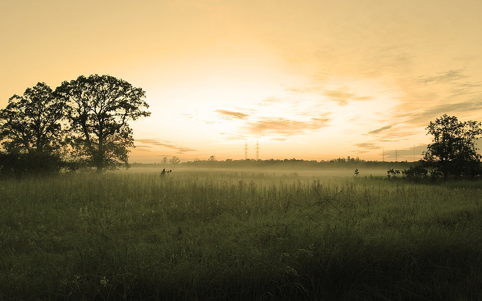 green grass field during golden hour HD wallpaper