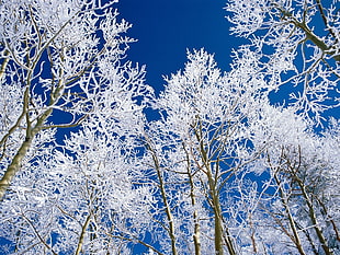 white leafed trees at daytime HD wallpaper