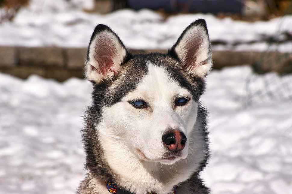Siberian Husky near snow HD wallpaper
