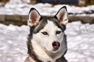 Siberian Husky near snow