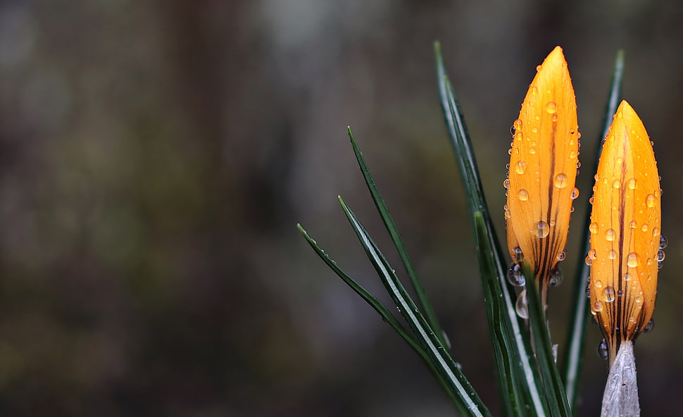yellow petaled flower buds with dew drop HD wallpaper