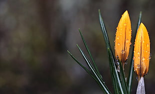 yellow petaled flower buds with dew drop