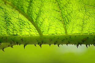 close up photo of  green leaf plant HD wallpaper