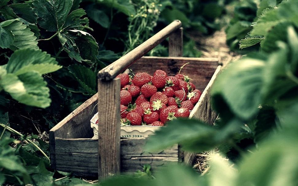 bundle of tomato fruit inside crate and wagon HD wallpaper