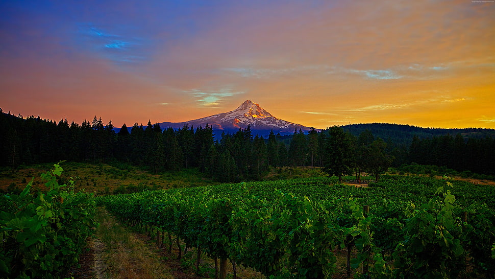 agricultural crop HD wallpaper