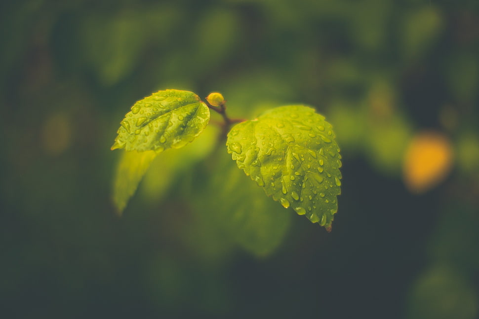 green leaf plant, macro, leaves, blurred, rain HD wallpaper