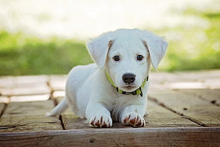 light cream Labrador Retriever puppy on brown wooden dock