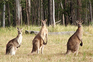three Kangaroos