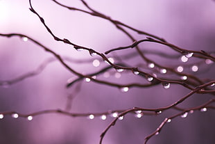 micro photography of water drops on tree branch
