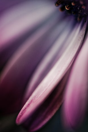 macro photography of purple flower HD wallpaper