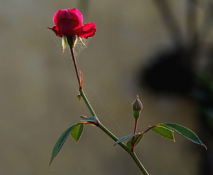 shallow focus of red rose