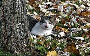 short-fur white and black cat on green grass with dry leaves beside grey tree during daytime
