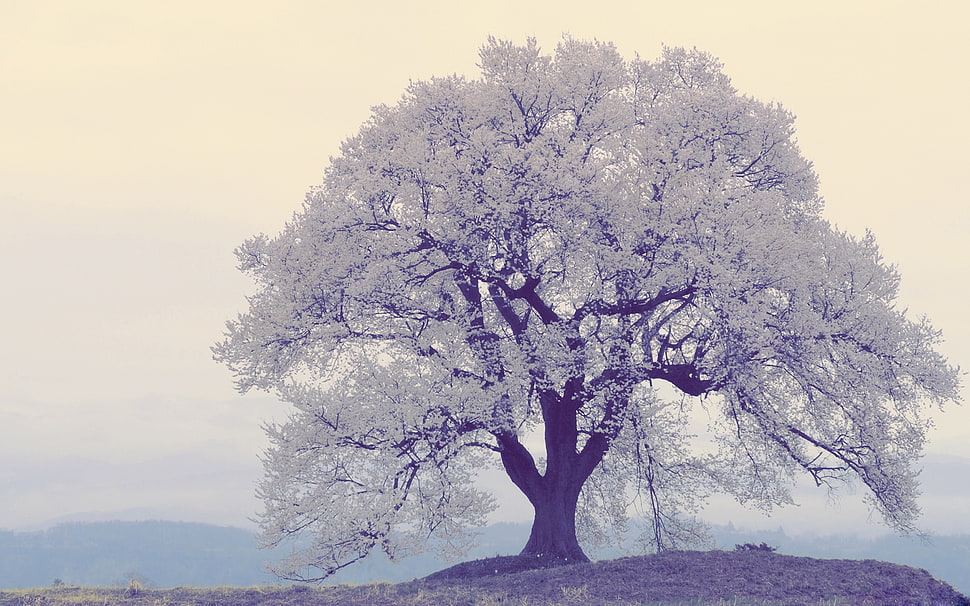 gray leaf tree during daytime HD wallpaper