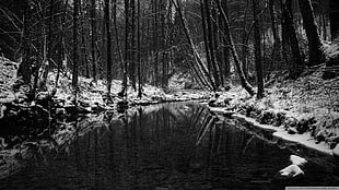 body of water, river, forest, snow, ice