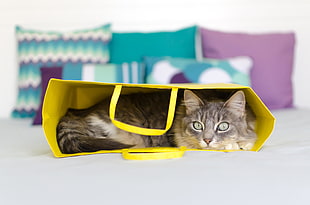 silver tabby cat inside a yellow paper bag