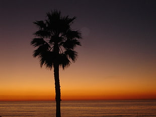 silhouette of palm tree during golden hour HD wallpaper