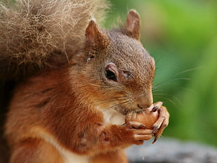 close-up photo of Squirrel eating nuts during daytime