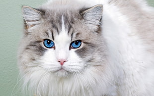 white and gray long coated cat