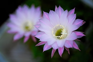 purple and white Indian Fig Cactus flower