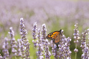 Viceroy butterfly on lavender flower during daytime HD wallpaper