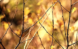 shallow focus photography of brown branches