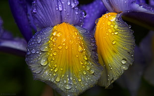 yellow-and-purple Iris flowers iwth dewdrops
