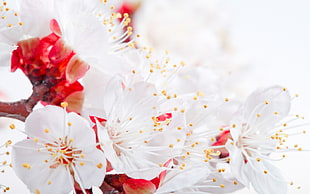 closeup photo of white and red petaled flowers