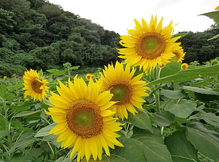 yellow sunflowers HD wallpaper