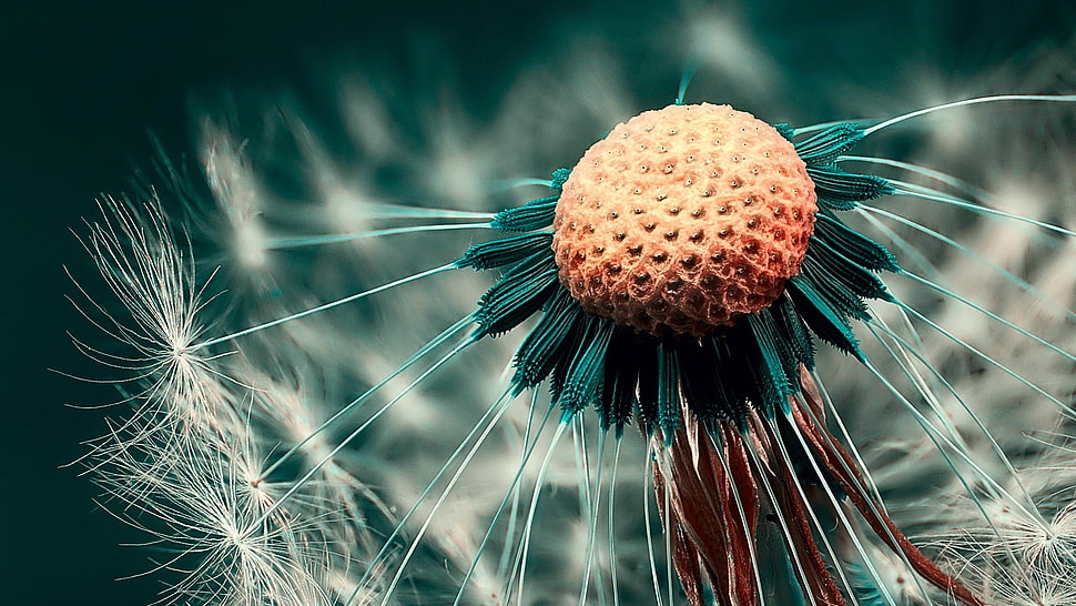 white dandelion flower selective focus photography HD wallpaper