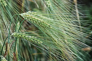 green rice grain photo
