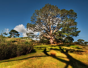landscape photography of green leaf tree