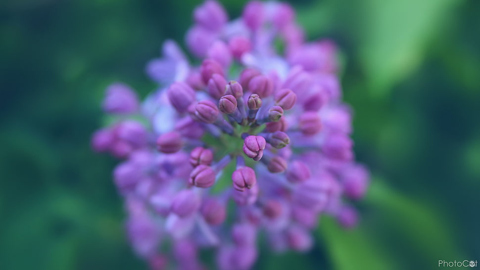 shallow focus photography of purple flowers, lilac, nature, plants HD wallpaper