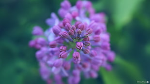 shallow focus photography of purple flowers, lilac, nature, plants