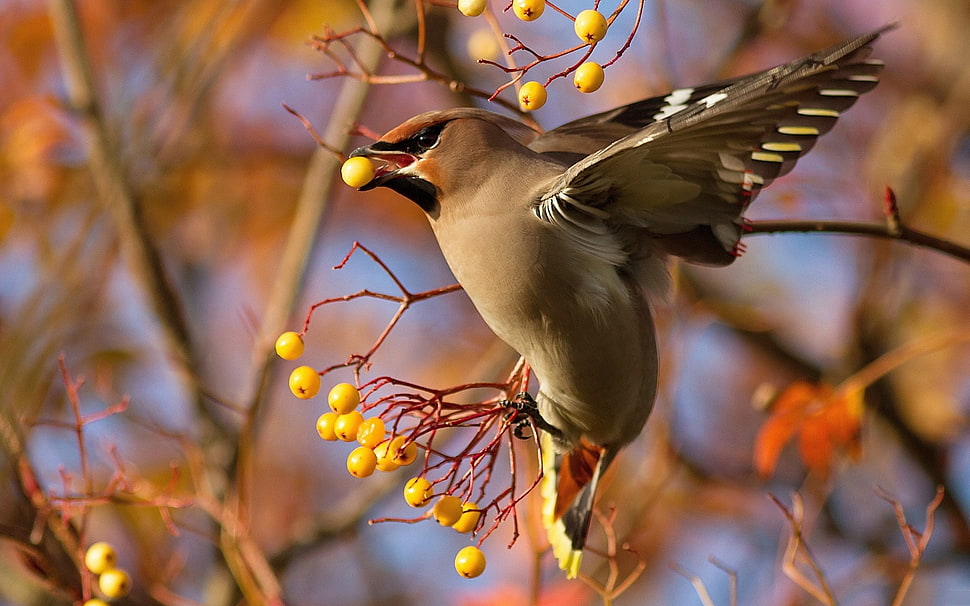 wildlife photography of flying bird eating fruits during daytime HD wallpaper