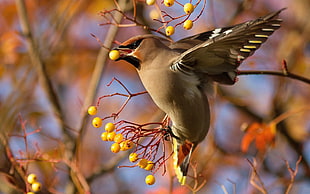 wildlife photography of flying bird eating fruits during daytime