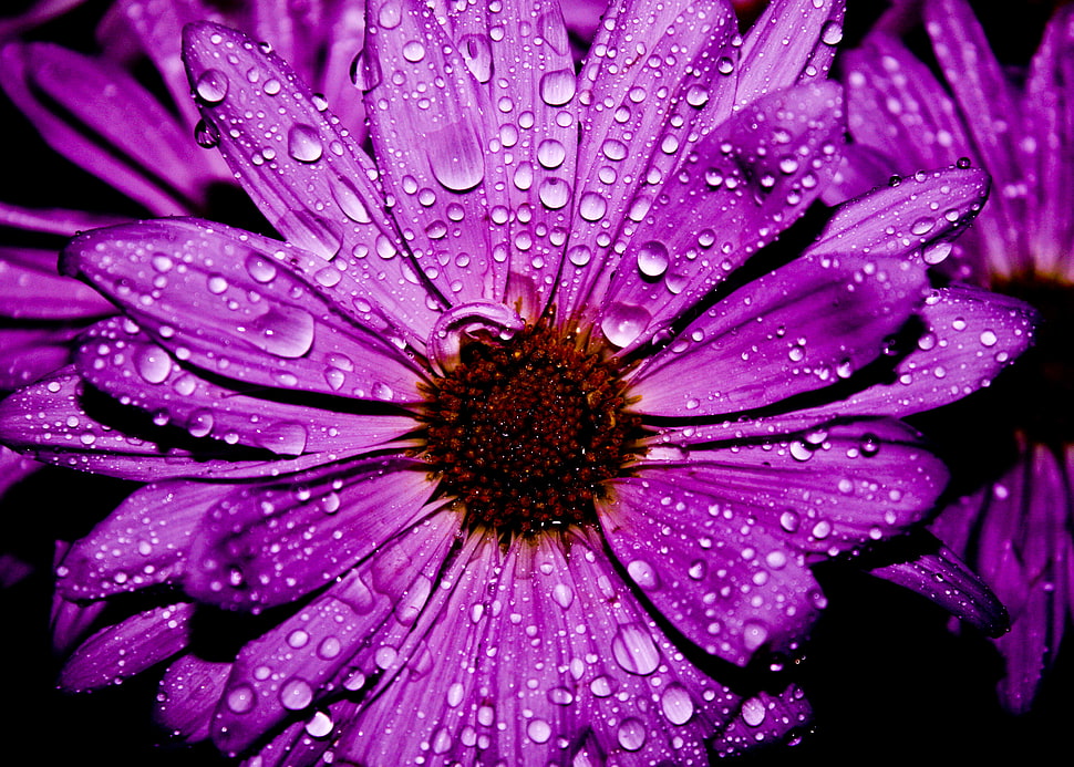 purple petal flower in closeup photography HD wallpaper