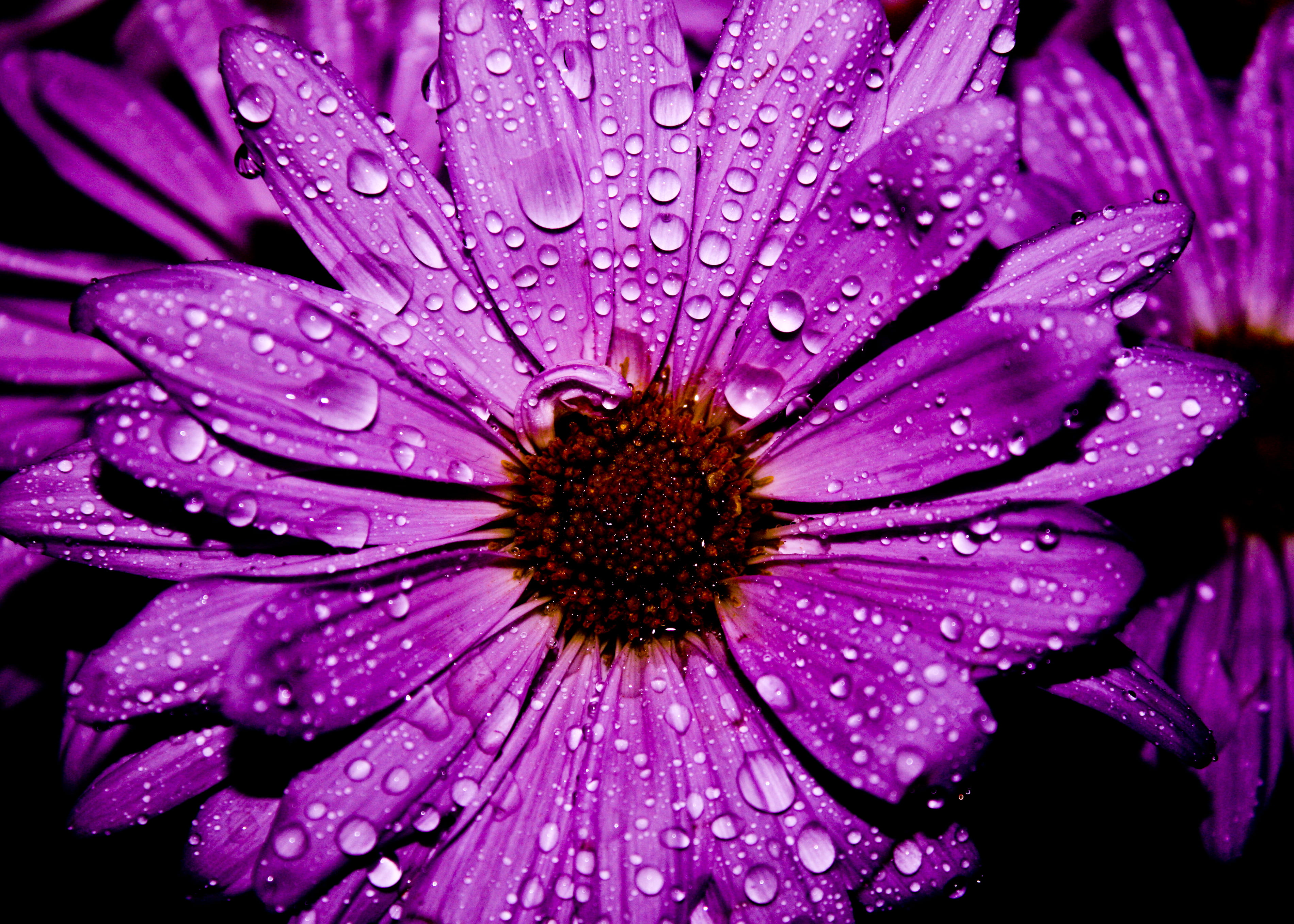 purple petal flower in closeup photography