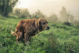 brown short coat dog on green grass field