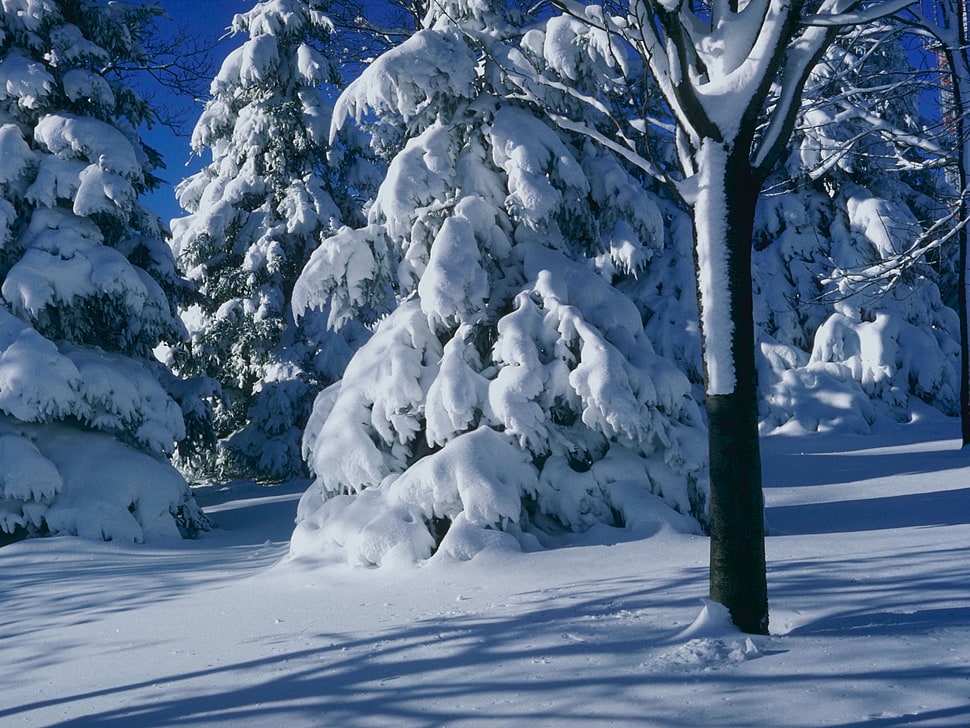 tree covered by snow, winter HD wallpaper